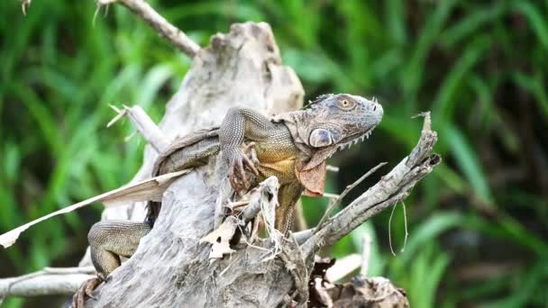 Costa Rica Wildlife Green Iguana Lizard Lying Sun Branch River — ストック動画