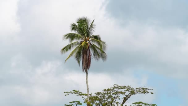 Costa Rica Rainforest Palm Trees Scenery Seen River Banks While — стокове відео