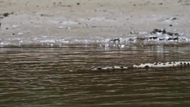 Costa Rica American Crocodile Crocodylus Acutus Swimming Moving River Water — стоковое видео