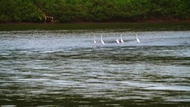 Great White Heron Aka Common Egret Ardea Alba River Border — Vídeo de stock