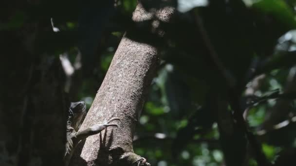 Green Iguana Lizard Tree Climbing Walking Boca Tapada Costa Rica — стоковое видео