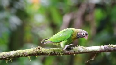 Costa Rica Parrot, Brown Hooded Parrot (pyrilia haematotis), Tropical Bird and Wildlife in Rainforest, Birdlife Birdwatching in Boca Tapada, near Nicaragua, Beautiful Exotic Nature Central America