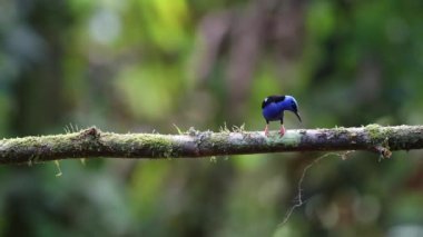Red Legged Honeycreeper (cyanerpes cyaneus), a Bright Blue Colourful Tropical Bird in Costa Rica, Wildlife and Rainforest Birdlife, Birdwatching in Boca Tapada, near Nicaragua in Central America