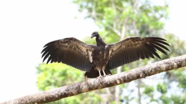 Black Vulture (coragyps atratus) Portrait, Costa Rica Wildlife and Birds, Perched on a Branch in a Tree with its Wings Out Drying, Boca Tapada, Costa Rica, Central America, Large Birdlife Scavenger