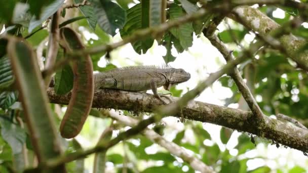 Wildlife Slow Motion Green Iguana Lizard Rainforest Costa Rica Climbing — 图库视频影像