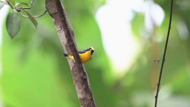Baltimore Oriole Icterus Galbula Costa Rica Tropical Bird Wildlife Rainforest — Vídeos de Stock