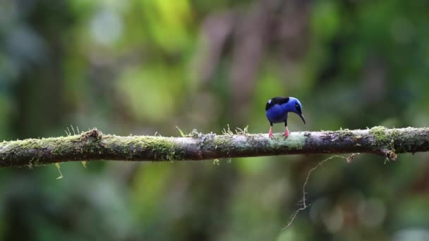 Red Legged Honeycreeper Cyanerpes Cyaneus Bright Blue Colourful Tropical Bird — Stock Video