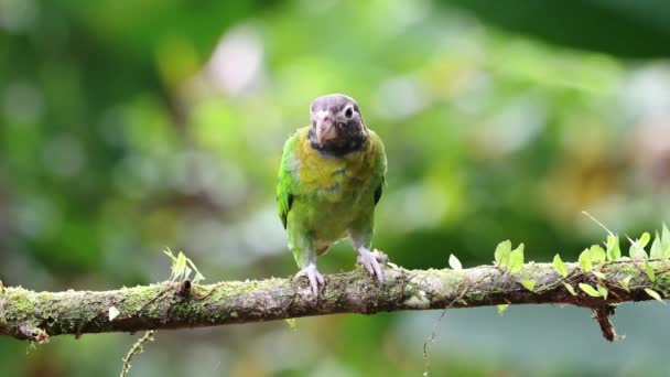 Costa Rica Parrot Brown Hooded Parrot Pyrilia Haematotis Tropical Bird — Vídeos de Stock