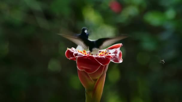 White Necked Jacobin Hummingbird Florisuga Mellivora Bird Flying Flight Feeding — Stock video