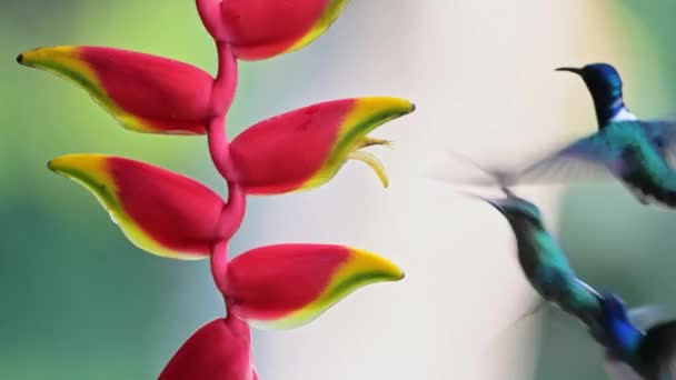 White Necked Jacobin Hummingbird Florisuga Mellivora Bird Flying Flight Feeding — Stockvideo