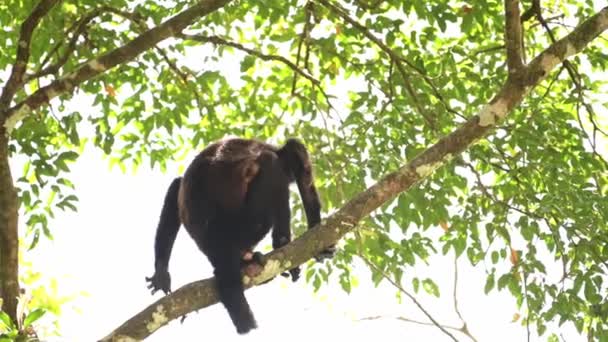 Mantled Howler Monkey Alouatta Palliata Costa Rica Wildlife Climbing Tree — Video Stock