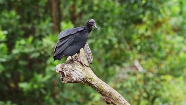 Black Vulture Coragyps Atratus Portrait Costa Rica Wildlife Birds Perched — 图库视频影像