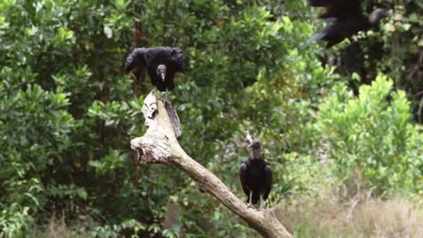 Three Black Vultures Coragyps Atratus Portrait Costa Rica Wildlife Birds — Vídeos de Stock