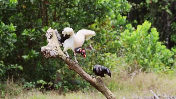 King Vulture Sarcoramphus Papa Black Vulture Coragyps Atratus Costa Rica — ストック動画