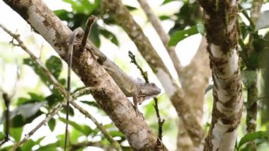 Green Iguana Lizard in a Tree, Climbing and Walking at Boca Tapada, Costa Rica, Wildlife Animal Behaviour and Amazing Nature in Central America on Wildlife Watching Vacation