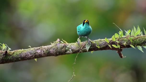 Green Honeycreeper Chlorophanes Spiza Beautiful Tropical Bird Costa Rica Brightly — Vídeos de Stock