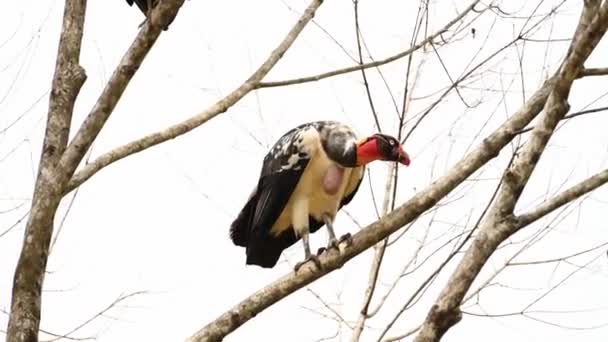 King Vulture Sarcoramphus Papa Large Costa Rica Bird Wildlife Boca — Stockvideo