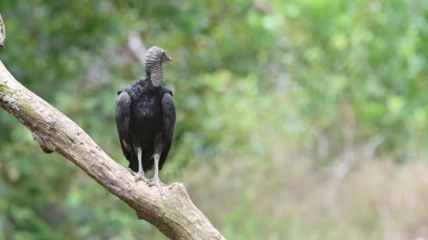 Black Vulture Coragyps Atratus Portrait Costa Rica Wildlife Birds Perched — Stok video