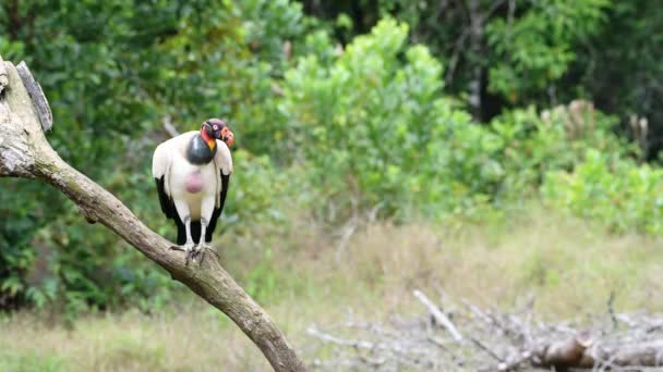 King Vulture Sarcoramphus Papa Large Costa Rica Bird Wildlife Boca — Stock videók