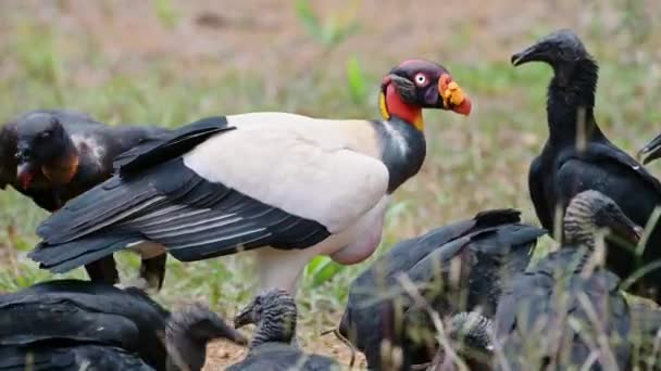 King Vulture Sarcoramphus Papa Black Vulture Coragyps Atratus Feeding Carcass — стокове відео