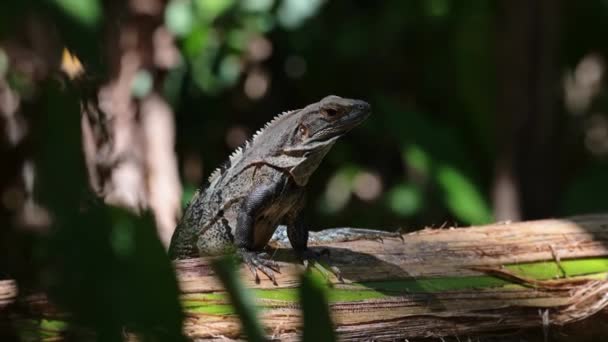 Black Spiny Tailed Iguana Ctenosaura Similis Costa Rica Wildlife Rainforest — Vídeos de Stock