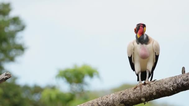 King Vulture Sarcoramphus Papa Large Costa Rica Bird Wildlife Boca — Stock videók