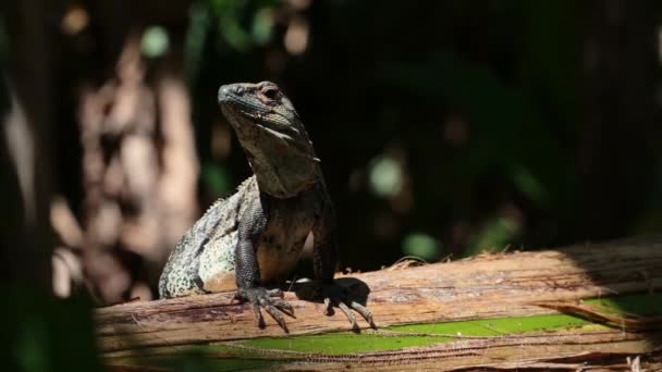 Black Spiny Tailed Iguana Ctenosaura Similis Costa Rica Wildlife Rainforest — Αρχείο Βίντεο