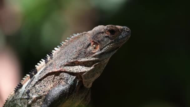 Black Spiny Tailed Iguana Ctenosaura Similis Costa Rica Wildlife Rainforest — стокове відео
