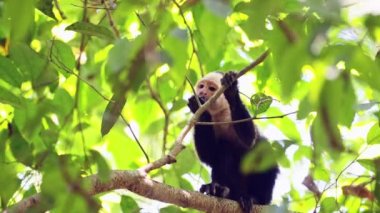 Central American Spider Monkey (saimiri oerstedii) Eating and Feeding on Leaves and Plants in a Tree in the Rainforest, Costa Rica Wildlife and Animals, Carara National Park