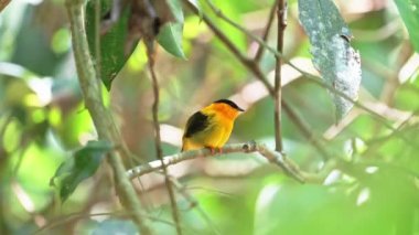 Beautiful Costa Rica Birds, Orange Collared Manakin Bird (manacus aurantiacus), Yellow Tropical Bird in the Forest of Carara National Park, Central America Bright Yellow Feathers
