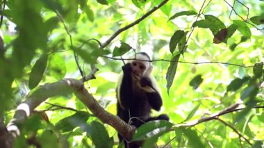 Central American Spider Monkey (saimiri oerstedii) Eating and Feeding on Leaves and Plants in a Tree in the Rainforest, Costa Rica Wildlife and Animals, Carara National Park