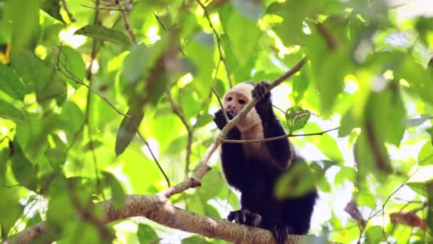 Центральноамериканська Мавпа Павук Saimiri Oerstedii Їсть Годує Листках Рослинах Дереві — стокове відео
