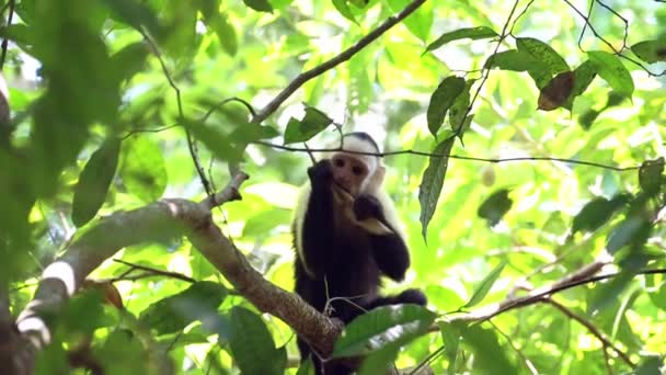 Central American Spider Monkey Saimiri Oerstedii Eating Feeding Leaves Plants — 图库视频影像