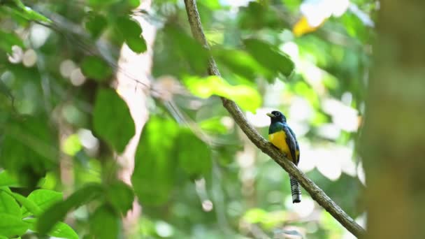 Costa Rica Birds Black Headed Trogon Trogon Melanocephalus Tropical Bird — Αρχείο Βίντεο