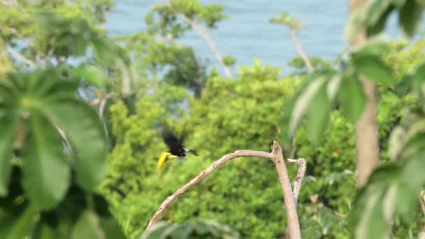 Costa Rica Toucan Flying Chestnut Mandabiled Toucan Ramphastos Swainsons Toucan — Wideo stockowe