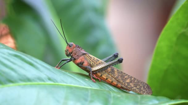 Costa Rica Enormous Large Insect Grasshopper Leaf Rainforest Big Bizarre — Vídeos de Stock