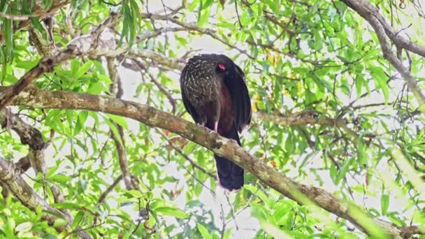 Crested Guan Penelope Purpurascens Large Tropical Bird Costa Rica Sitting — Αρχείο Βίντεο
