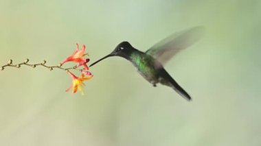 Talamanca Hummingbird (eugenes spectabilis) Flying, Feeding and Drinking Nectar from Flowers, Costa Rica Birds in Flight, Beautiful Amazing Exotic Tropical Rainforest Birdlife and Wildlife