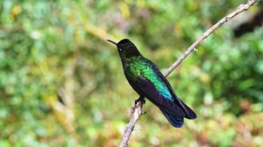 Costa Rica Fiery Throated Hummingbird (panterpe insignis) in Rainforest, Portrait of Active Birds Flying Around and Perching on a Branch with Colourful Irisdescent Feathers Brighly Coloured