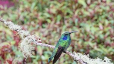 Costa Rica Lesser Violetear Hummingbird (colibri cyanotus) Close Up Portrait of Flying Bird Landing on Branch and Taking Off in Rainforest Cloud Forest, Beautiful Colourful Birdlife and Wildlife