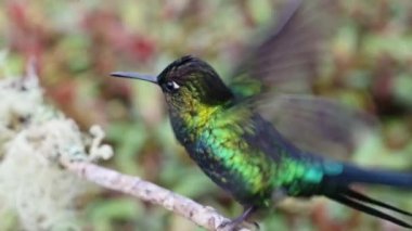 Costa Rica Fiery Throated Hummingbird (panterpe insignis) in Rainforest, Portrait of Active Birds Flying Around and Perching on a Branch with Colourful Irisdescent Feathers Brighly Coloured