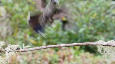 Costa Rica Talamanca Hummingbird (eugenes spectabilis) Close Up Portrait of Flying Bird Landing on Branch and Taking Off in Rainforest Cloud Forest, Beautiful Colourful Birdlife and Wildlife
