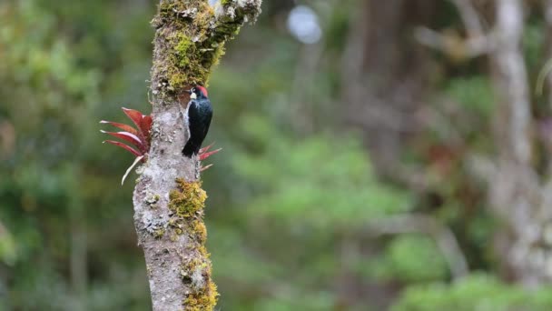 Acorn Woodpecker Melanerpes Formicivorus Tree Costa Rica Rainforest Beautiful Birds — 图库视频影像