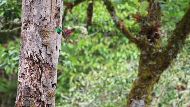 Costa Rica Resplendent Quetzal Pharomachrus Mocinno Beautiful Bright Green Tropical — Video Stock