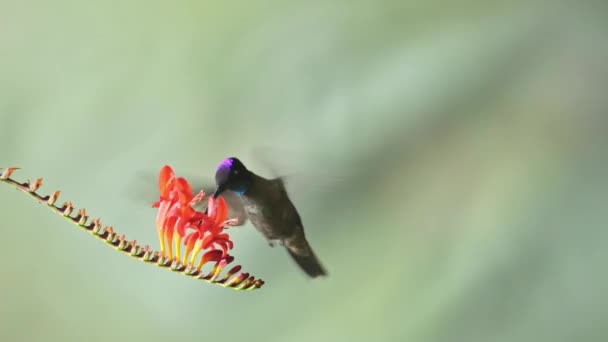 Talamanca Hummingbird Eugenes Spectabilis Flying Feeding Drinking Nectar Flowers Costa — Wideo stockowe