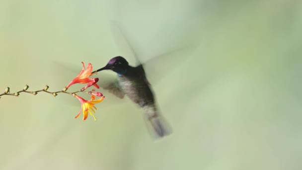 Talamanca Hummingbird Eugenes Spectabilis Flying Feeding Drinking Nectar Flowers Costa — Stok video