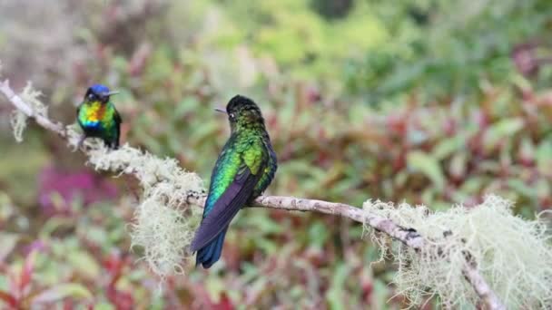 Costa Rica Fiery Throated Hummingbird Panterpe Insignis Rainforest Portrait Active — Stockvideo