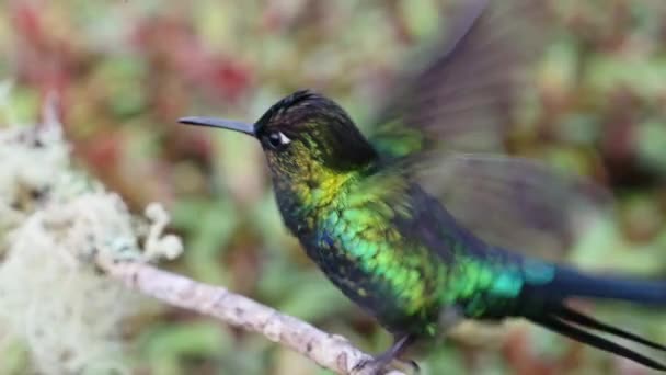 Costa Rica Fiery Throated Hummingbird Panterpe Insignis Rainforest Portrait Active — Αρχείο Βίντεο