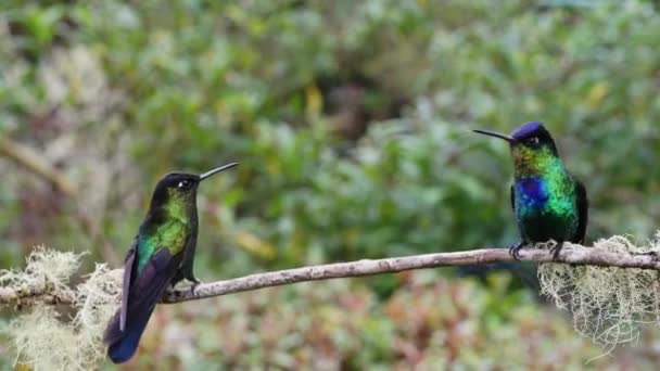 Costa Rica Fiery Throated Hummingbird Panterpe Insignis Rainforest Portrait Active — Αρχείο Βίντεο