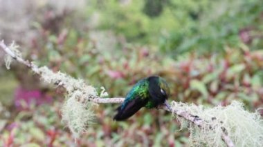 Costa Rica Wildlife and Birds, Lesser Violetear Hummingbird (colibri cyanotus), Bird Flying Landing on Branch and Taking Off Close Up in Rainforest Cloud Forest, Beautiful Colourful Birdlife